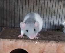 baby pet rats