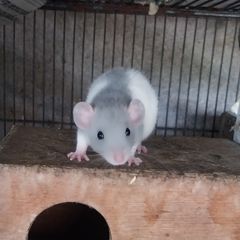 baby pet rats