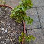 Cotoneasters-various sizes and prices Image 2