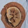 Relic german helmet Image 5