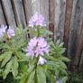 Rhododendron Image 2