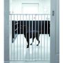 Pet or Baby Gate Image 2