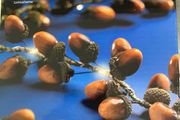 New in Box Lumineo 15 LED Hessian String Acorn Lights