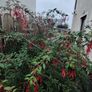 Fuchsia plants Image 4