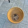 Plant pots Image 2