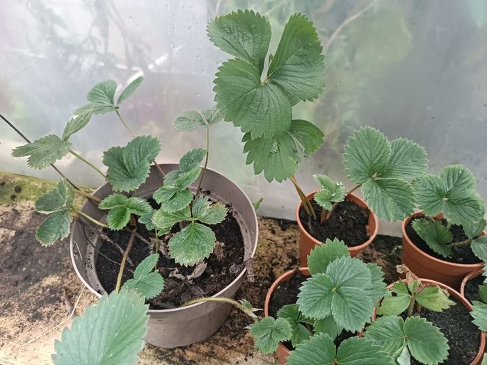 Many Strawberry Plants