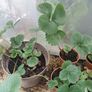 Many Strawberry Plants Image 3