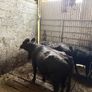 Dexter Cows for sale Image 2
