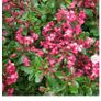 escallonia hedges Image 2