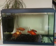 Fishing tank 600x300x400
