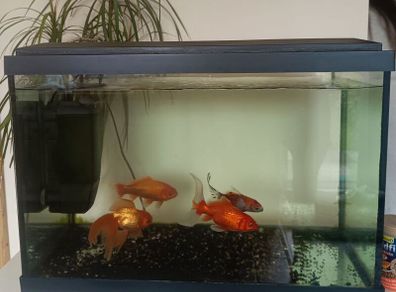 Fishing tank 600x300x400