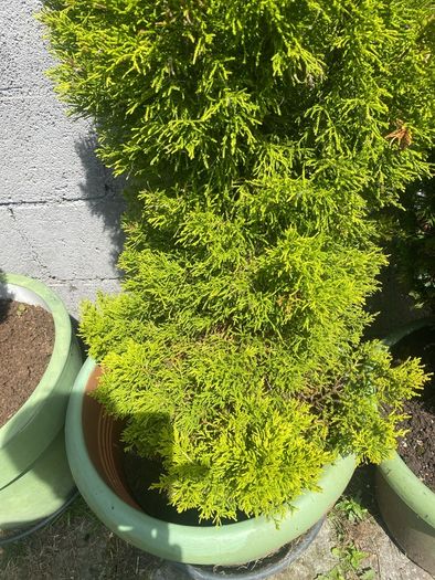 3 Trees   150 Cms   (pots Not Included)
