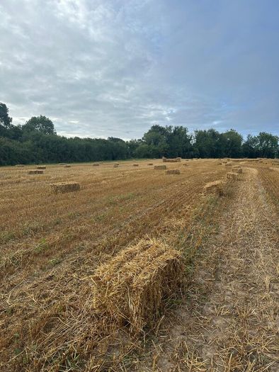 Organic Straw Small Squares