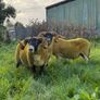 Lanark rams Image 6