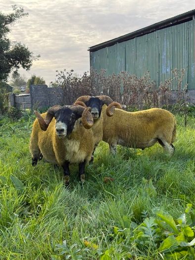 Lanark rams