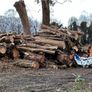firewood logs cut last autumn to takeaway  FREE ready to burn Image 4