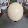 Ostrich eggshells Image 6