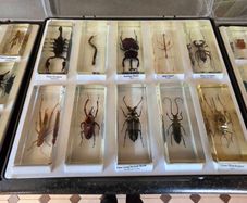 insects in resin