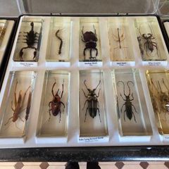 insects in resin
