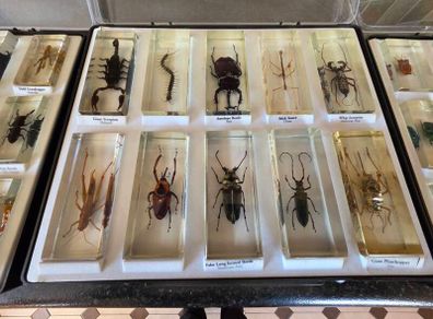 insects in resin