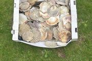 Flat sea shells