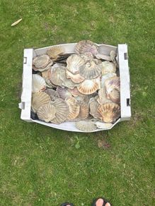 Flat sea shells