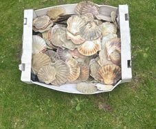 Flat sea shells