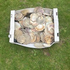 Flat sea shells