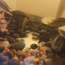 pet adoption .American Cichlids Image 4