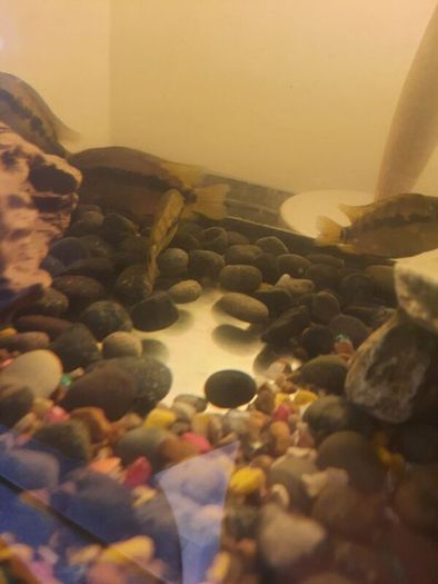 pet adoption .American Cichlids