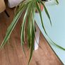 Spider plant Image 3