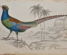 Japanese Green Pheasant Jardine 1834