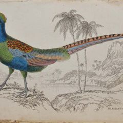 Japanese Green Pheasant Jardine 1834