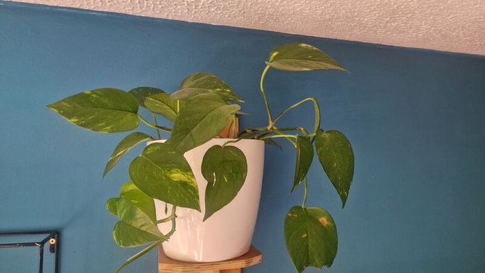 Epipremnum aureum