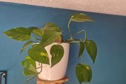 Epipremnum aureum