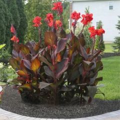 Red canna Tropicana  lily tubers
