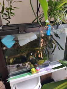 fish tank + axolotl