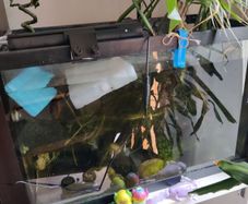 fish tank + axolotl