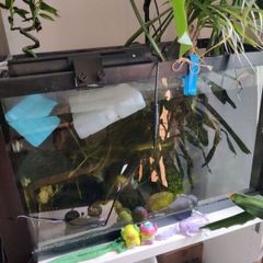 fish tank + axolotl