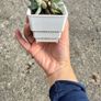 plant Image 3