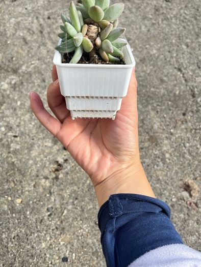 plant