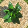 Sansevieria Hahnii in a grey pot Image 7