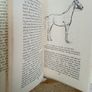Horse Talks: A Vade-Mecum for Young Riders by Pegasus (PT250) Image 4