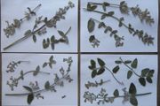 Catmint - Pressed Flowers for Crafting, Flowers, Stems, Leaves
