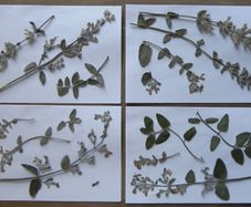 Catmint - Pressed Flowers for Crafting, Flowers, Stems, Leaves