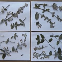 Catmint - Pressed Flowers for Crafting, Flowers, Stems, Leaves