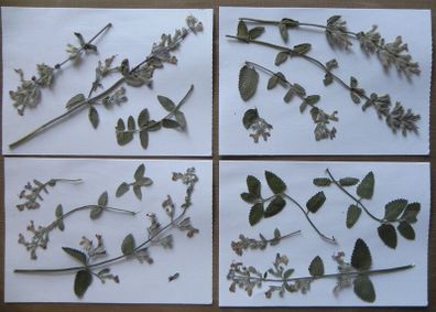 Catmint - Pressed Flowers for Crafting, Flowers, Stems, Leaves