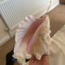 The magic conch Image 5