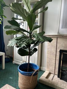 Large Fiddle Leaf Fig plant
