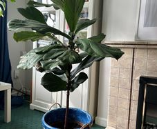 Large Fiddle Leaf Fig plant